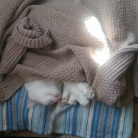 Ankara Kedisi, Kedi  Hayra fotoğrafı