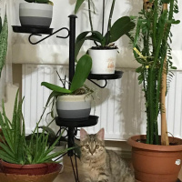 Tekir Kedi, Kedi  Vivi fotoğrafı