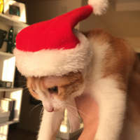 Tekir Kedi, Kedi  venüs fotoğrafı