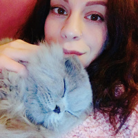 Scottish Fold, Kedi  Odin fotoğrafı