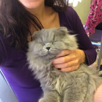 Scottish Fold, Kedi  Odin fotoğrafı