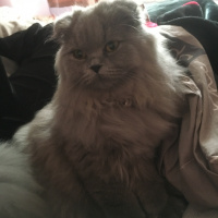 Scottish Fold, Kedi  Odin fotoğrafı