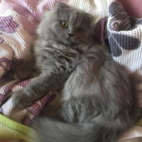 Scottish Fold, Kedi  Odin fotoğrafı