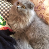 Scottish Fold, Kedi  Odin fotoğrafı