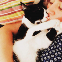 Tuxedo (Smokin) Kedi, Kedi  numik fotoğrafı
