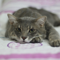 Tekir Kedi, Kedi  Gubuş fotoğrafı
