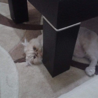 İran Kedisi (Persian), Kedi  Lucky fotoğrafı