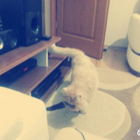 İran Kedisi (Persian), Kedi  Lucky fotoğrafı