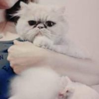 İran Kedisi (Persian), Kedi  Lucky fotoğrafı