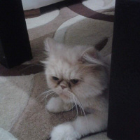 İran Kedisi (Persian), Kedi  Lucky fotoğrafı