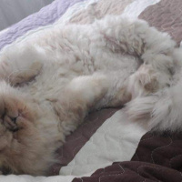 İran Kedisi (Persian), Kedi  Lucky fotoğrafı