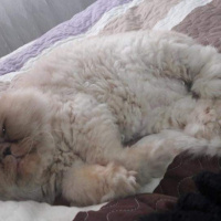 İran Kedisi (Persian), Kedi  Lucky fotoğrafı
