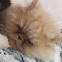 İran Kedisi (Persian), Kedi  Lucky fotoğrafı