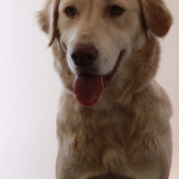Golden Retriever, Köpek  Luffy fotoğrafı