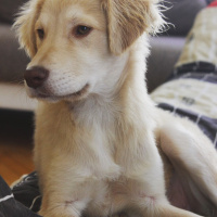 Golden Retriever, Köpek  Luffy fotoğrafı