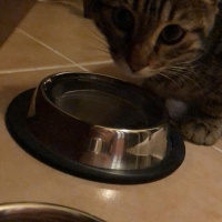 Tekir Kedi, Kedi  Tekir fotoğrafı