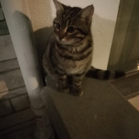 Tekir Kedi, Kedi  Tekir fotoğrafı