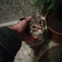 Tekir Kedi, Kedi  Tekir fotoğrafı