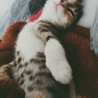 Tekir Kedi, Kedi  yagmur fotoğrafı