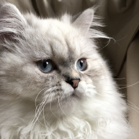 Chinchilla, Kedi  PABLO fotoğrafı