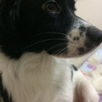 Border Collie, Köpek  Venüs fotoğrafı