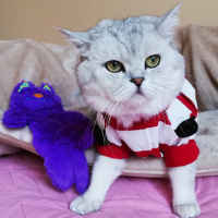 British Shorthair, Kedi  Missi fotoğrafı
