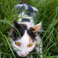 Tekir Kedi, Kedi  Pamuk fotoğrafı