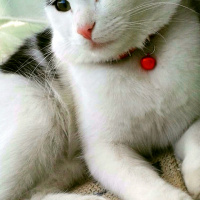 Tekir Kedi, Kedi  Pamuk fotoğrafı