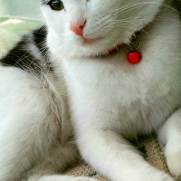 Tekir Kedi, Kedi  Pamuk fotoğrafı