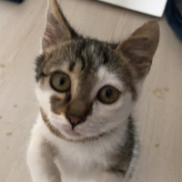 Tekir Kedi, Kedi  Duman fotoğrafı