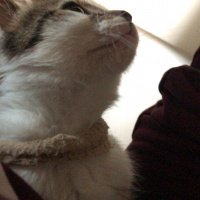 Tekir Kedi, Kedi  Duman fotoğrafı