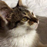 Tekir Kedi, Kedi  Duman fotoğrafı