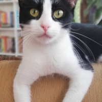 Tekir Kedi, Kedi  Liza fotoğrafı