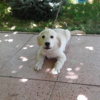Golden Retriever, Köpek  Berlin fotoğrafı