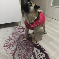 Pug, Köpek  Herkül fotoğrafı