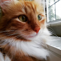 Sarman, Kedi  Pikachu fotoğrafı
