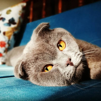 Scottish Fold, Kedi  Alex fotoğrafı
