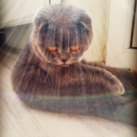 Scottish Fold, Kedi  Alex fotoğrafı