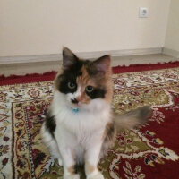 Tekir Kedi, Kedi  ALİCE fotoğrafı