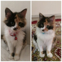 Tekir Kedi, Kedi  ALİCE fotoğrafı