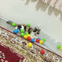 Tekir Kedi, Kedi  ALİCE fotoğrafı