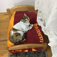 Tekir Kedi, Kedi  Kiara fotoğrafı