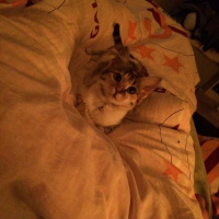 Tekir Kedi, Kedi  Kiara fotoğrafı