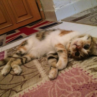 Tekir Kedi, Kedi  Kiara fotoğrafı