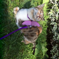 Tekir Kedi, Kedi  Kiara fotoğrafı