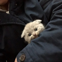 Scottish Fold, Kedi  Sterlin fotoğrafı