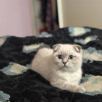 Scottish Fold, Kedi  Sterlin fotoğrafı