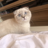 Scottish Fold, Kedi  Sterlin fotoğrafı