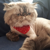 İran Kedisi (Persian), Kedi  Casper fotoğrafı