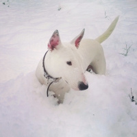Bull Terrier, Köpek  Kaju fotoğrafı